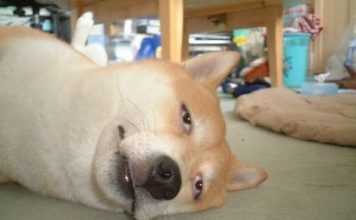 「不眠症」が中国・ニュースアプリで話題に