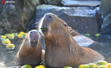 ほっこり…カピバラの「いい湯だな~」