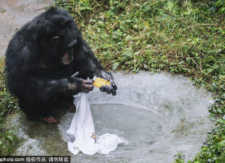 重慶に洗濯するチンパンジーが出現‼